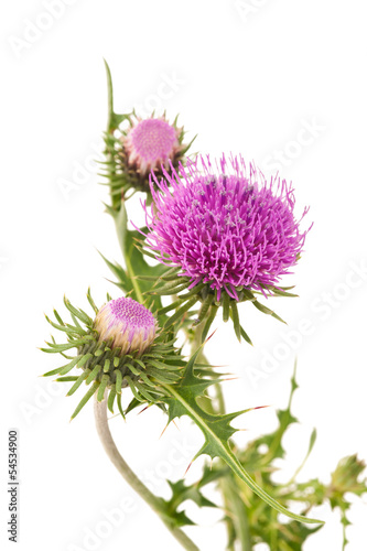 thistles