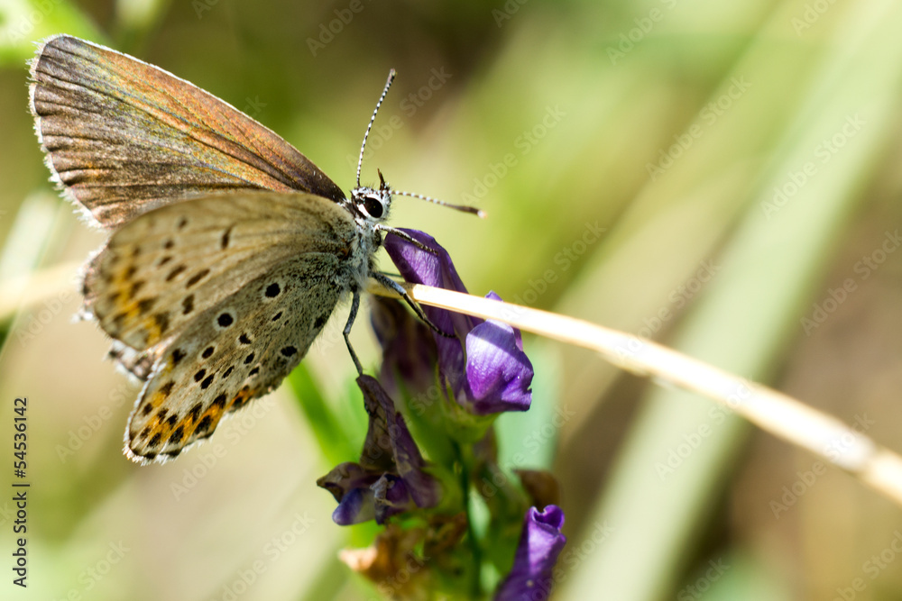Fototapeta premium Farfalla su fiore viola