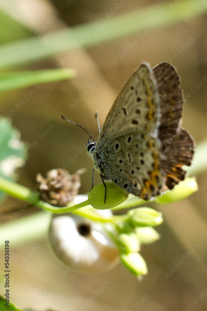 Obraz premium Farfalla ripresa da dietro