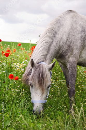 Welshpony und rote Mohnblumen