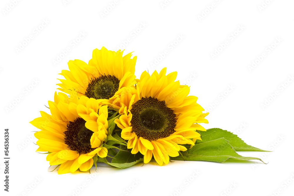 sunflower on white background (Helianthus) - obrazy, fototapety, plakaty 