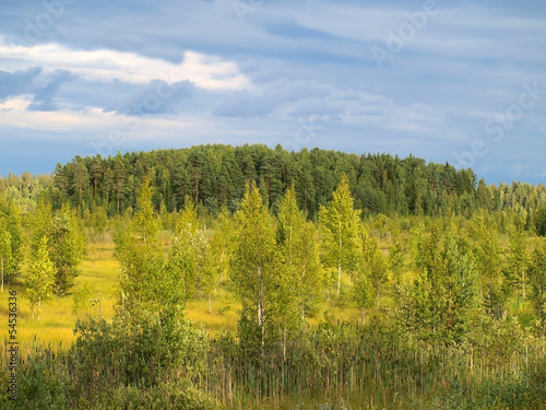 Forest before thunderstorm