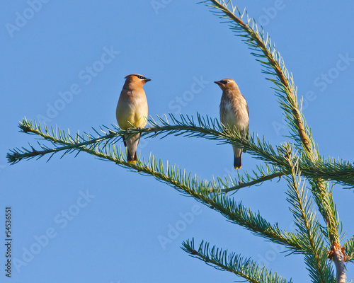 Cedar Waxwing Pair