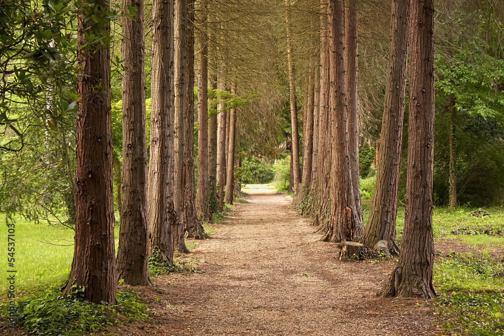 Fototapeta premium Beautiful pathway in the forest