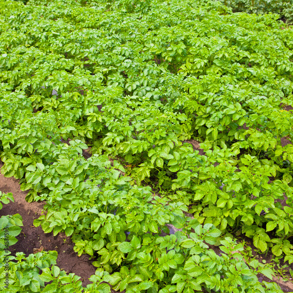 Potato field background