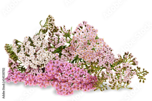 yarrow