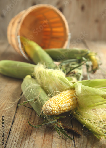 Fresh corn cobs photo