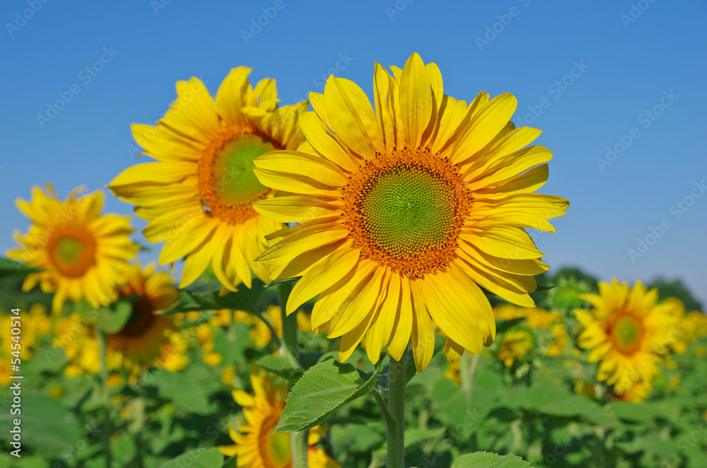 Yellow sunflowers on the field and blue sky Yellow sunflowers on the field and blue sky