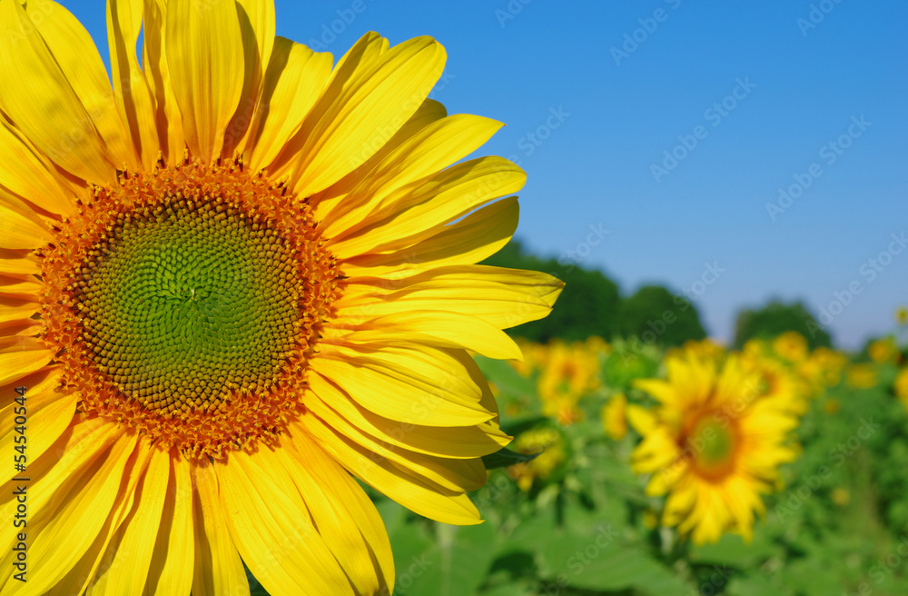 Yellow sunflower close up grown on a field