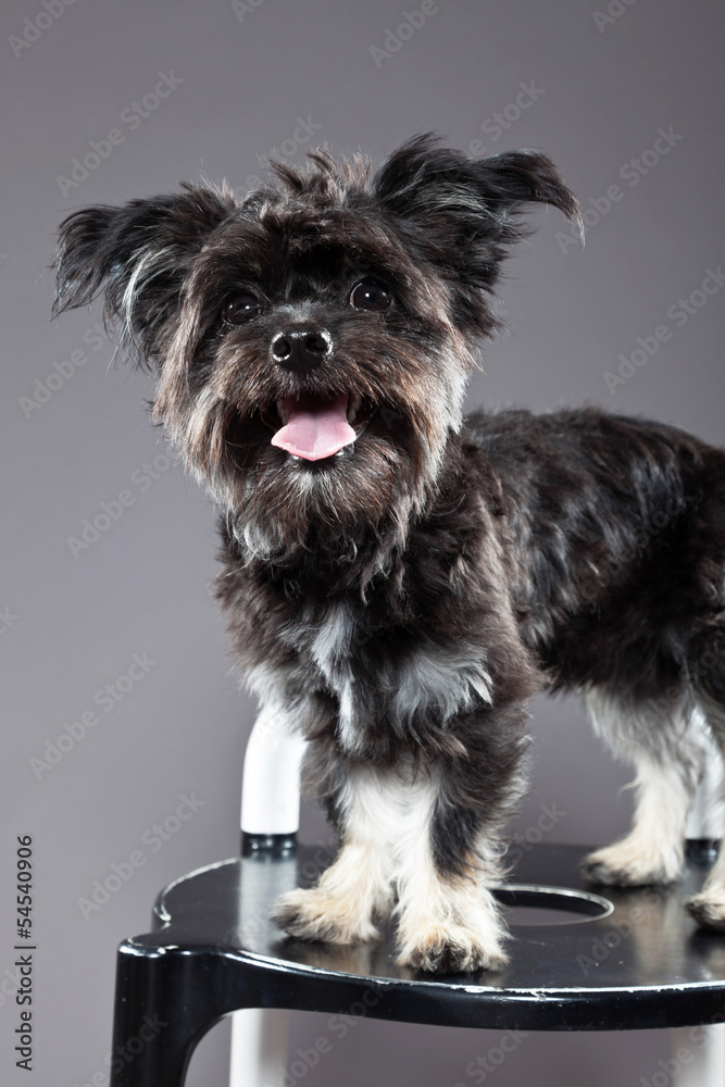 Black boomer dog. Studio shot against grey.