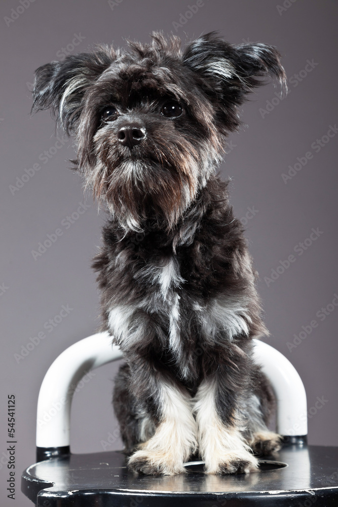 Black boomer dog. Studio shot against grey. Black boomer dog. Studio shot against grey.
