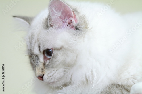 Kitten of siberian cat, neva masquerade type