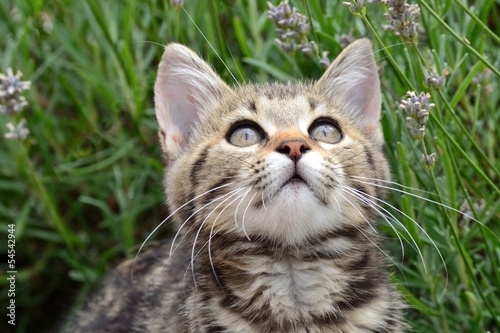 Chaton