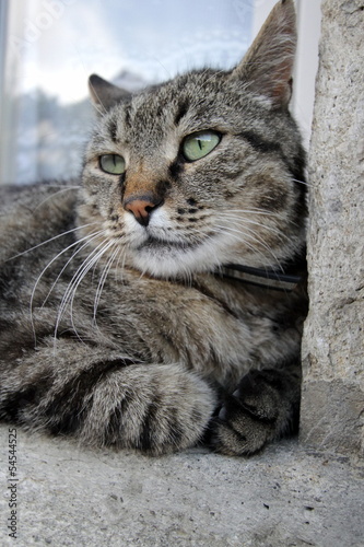 Cat relaxation