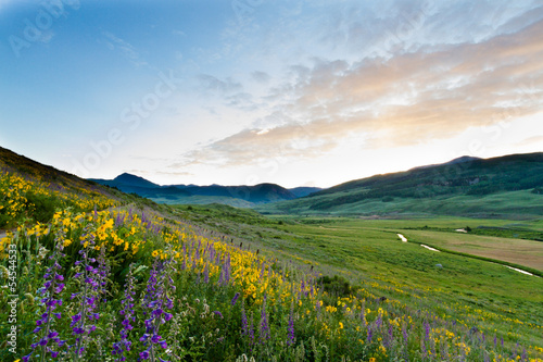 Wildflowers