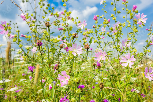 daisy on a meadow © dbrus