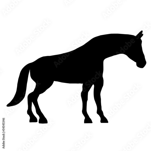 beautiful black horse