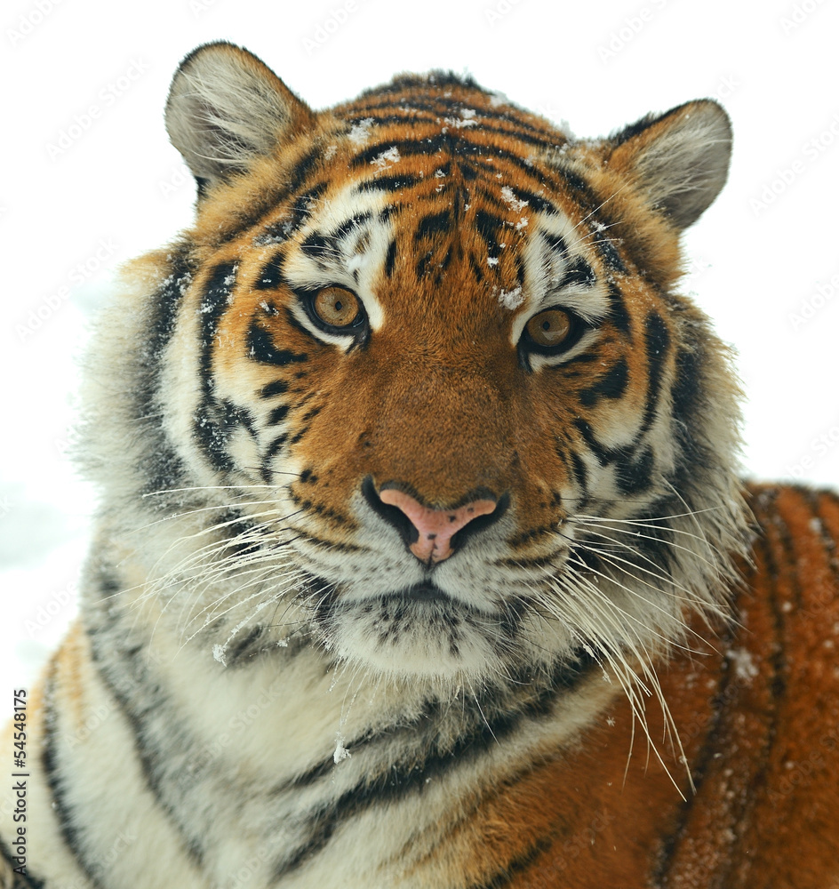 Fototapeta premium Siberian tiger
