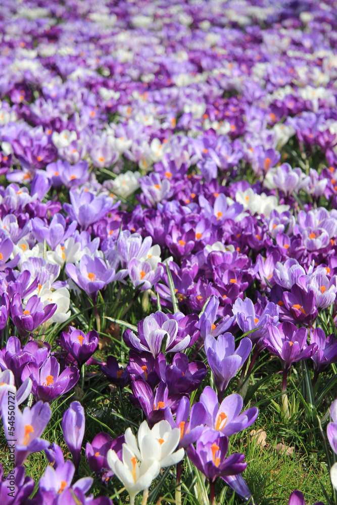 Group of crocuses Group of crocuses