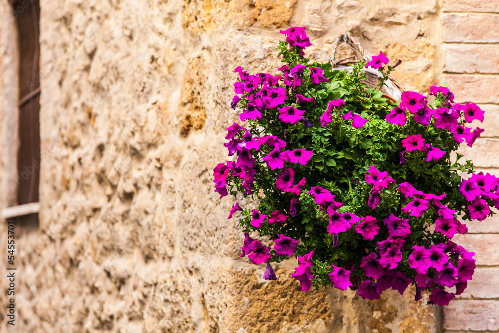 Tuscan flowers