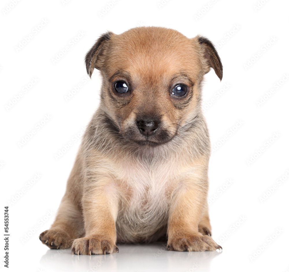Chihuahua puppy (1 month) on white background