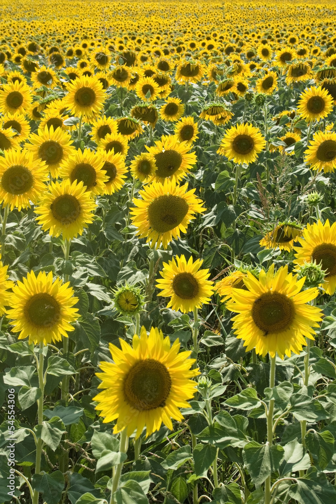 sunflowers
