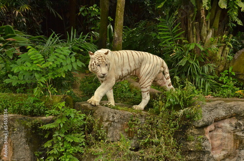 White Tiger in Singapore Zoo