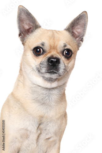 Chihuahua dog portrait © jagodka