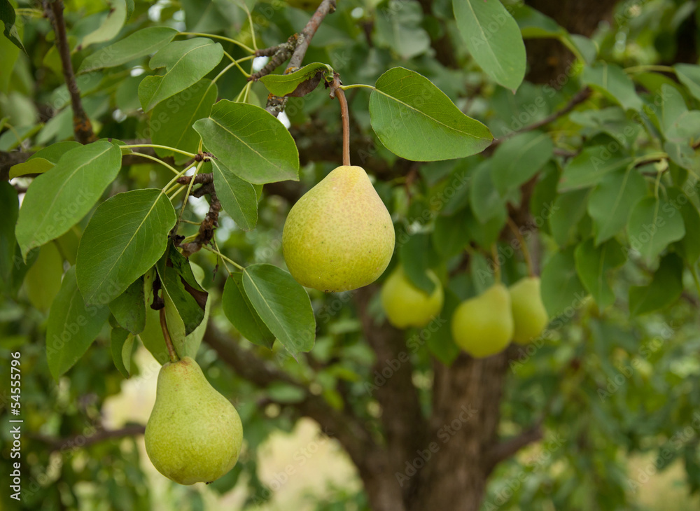 Yellow Pear fruits Yellow Pear fruits