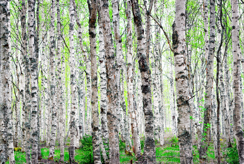 Background of birch trees