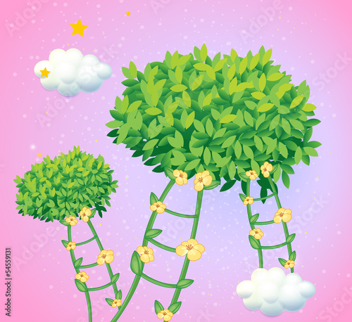 Ladders made of vine plants