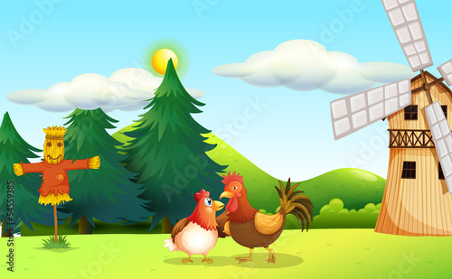 A hen and a rooster at the farm