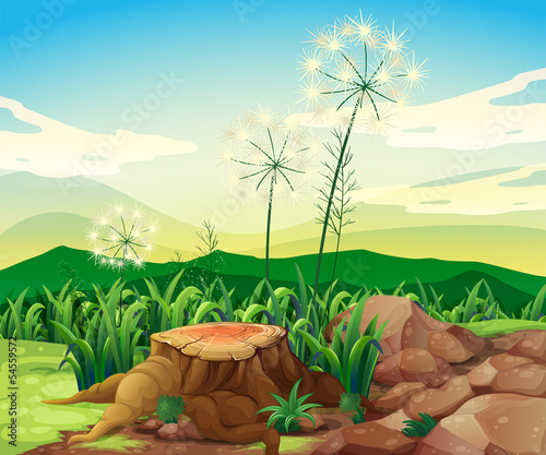 A stump near the rocks