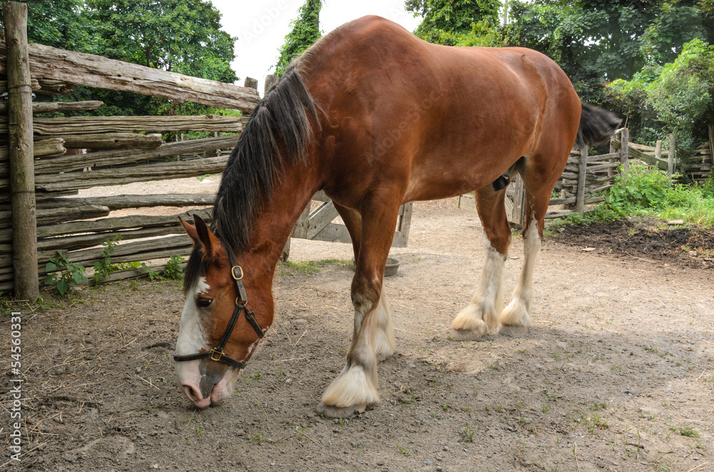 Fototapeta premium Horse in farmyard
