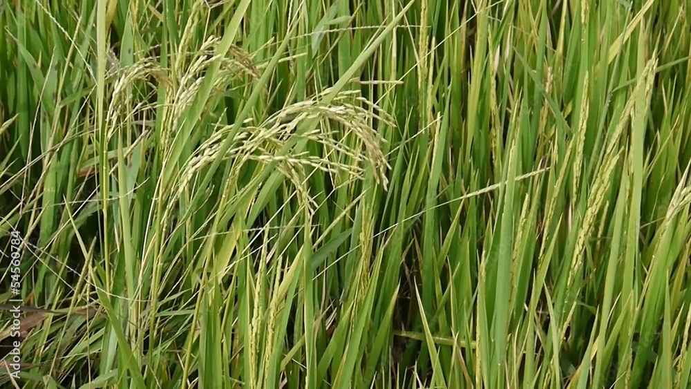 rice paddy plantation concept of agriculture or food production rice paddy plantation concept of agriculture or food production
