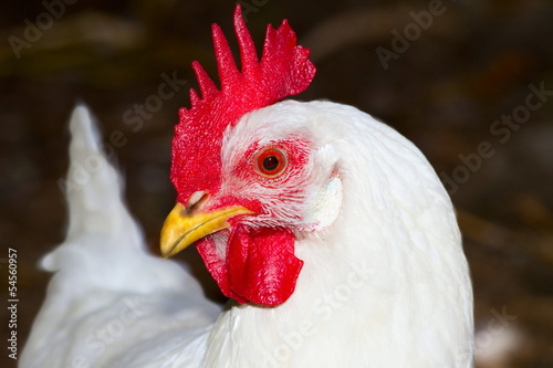 Tablou canvas image of a white chicken poultry