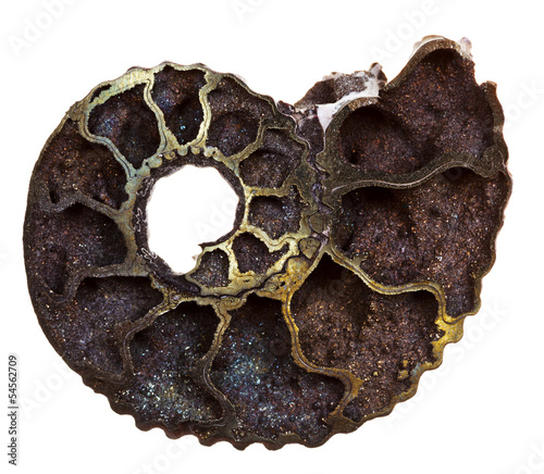 cutoff of fossil ammonite shell photo