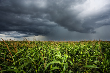 Keuken achterwand Onweer Maïsveld onder dreigende stormwolken  © phant