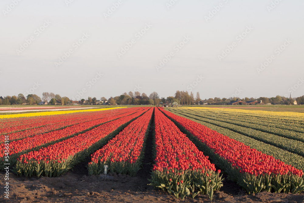 Tulip field at twilight