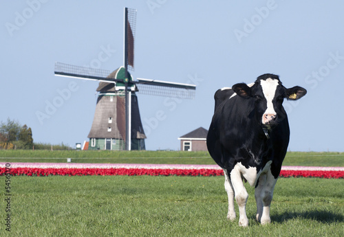 Photography Picture of a cow with tulips and windmill in the background