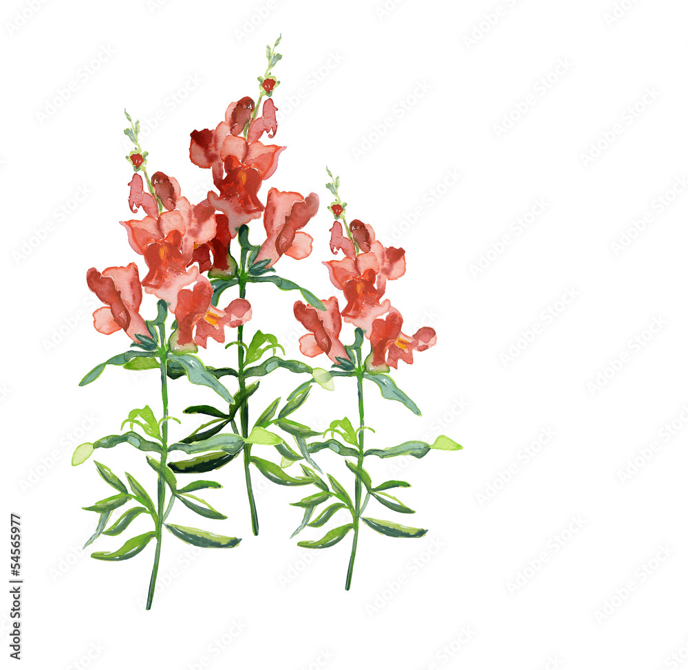 Naklejka premium Snapdragons