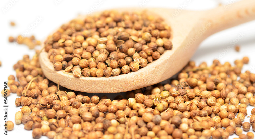 coriander coriander