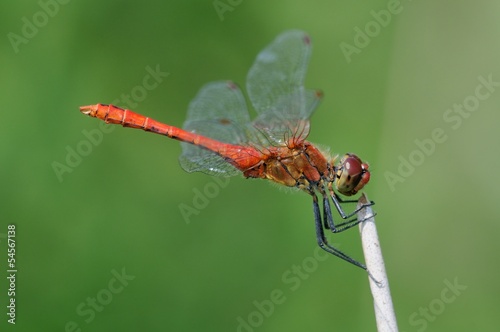 Sympetrum sanguineum maschio