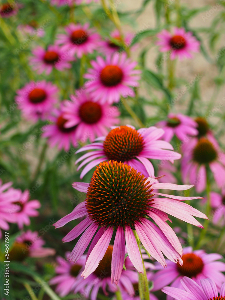 Echinacea purpurea (ruby star coneflower) Echinacea purpurea (ruby star coneflower)