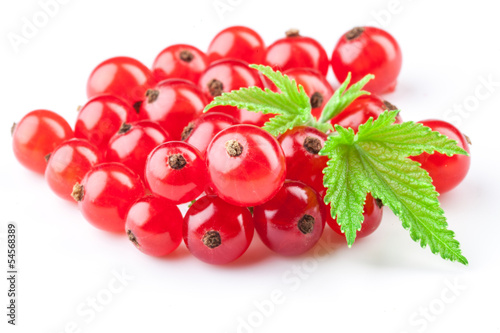 Red currant with leaves