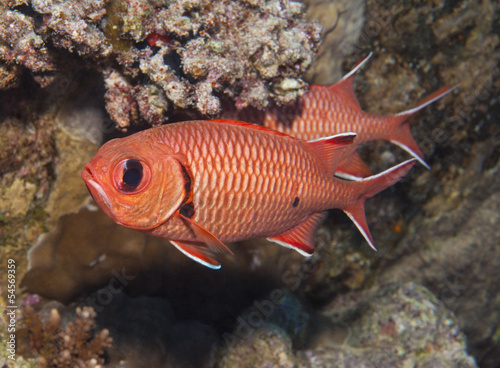 Blotcheye soldierfish on a coral reef