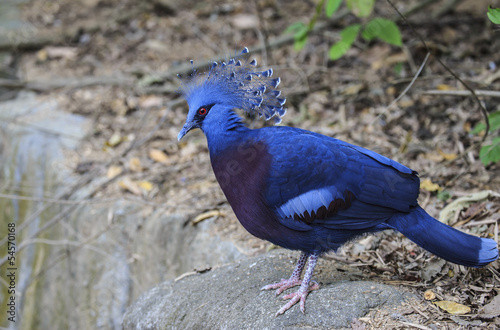 Close up of a Victoria Crowned Pigeon (Goura victoria) 