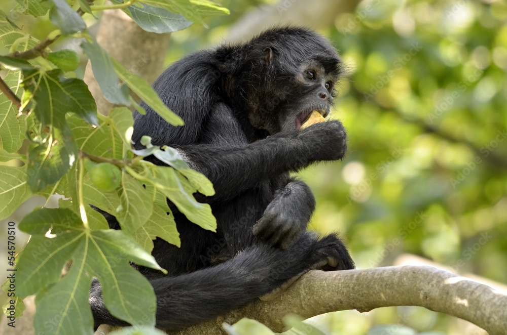 Naklejka premium Black-headed spider monkey in tree
