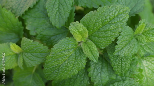 Detail of lemon balm in the garden.
