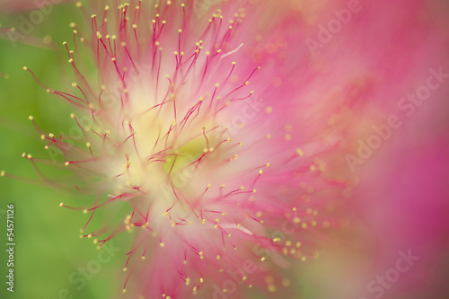 Fototapeta Naklejka Na Ścianę i Meble -  Flower Abstract